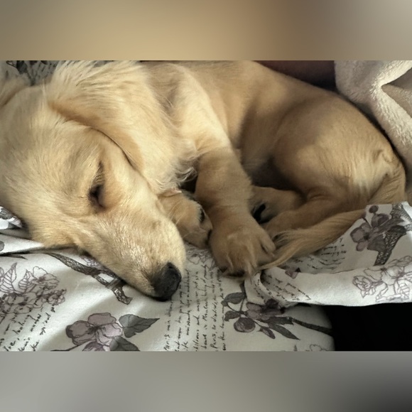 Meet your Posher, Stela - Picture 6 of 6